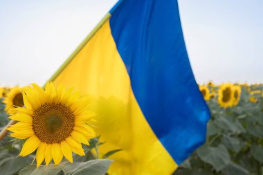 Ayçiçeği ön planda, arkasında Ukrayna sarı-mavi bayrağı odak dışı. Ukrayna 'daki savaşı durdurun, hasat edin. Tarım ülkesinin sembolü. Bağımsızlık Günü. Ulusal özgürlük sembolü