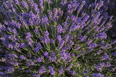 Güneşli bir günde açan lavanta çiçekleri. Çiçek tarlasında ya da lavanta tarlasında hoş kokulu mor çiçekler. Yukarıdan bak. Arkaplan
