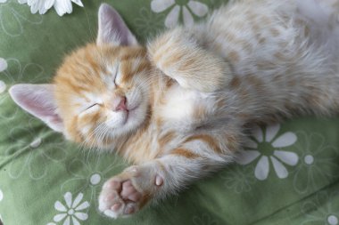 Yeşil bir yastığın üzerinde uyuyan kızıl bir kedi yavrusunun portresi. Sevdiğiniz evcil hayvanınızın rahatlığı ve rahatlığı. Kedi günü. Cat 'in çocukluğu. Evcil hayvan tatlı tatlı uyuyor.