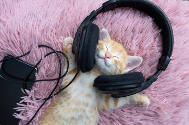 Sırtüstü uzanmış pembe bir yastıkta kulaklıkla müzik dinleyen sevimli kırmızı kedi yavrusu. Sevdiğiniz evcil hayvanınızın rahatlığı ve rahatlığı. Mizah. Kedi günü. Cat bir müzik aşığı.