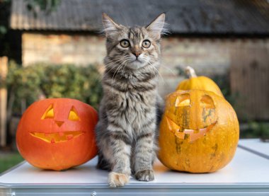 Şirin pofuduk kedi, Cadılar Bayramı için oyulmuş iki portakal kabağının arasında masada oturuyor. Cadılar Bayramı için hazırlanıyorum. Şeker mi şaka mı? Evcil hayvanınla tatil eğlencesi