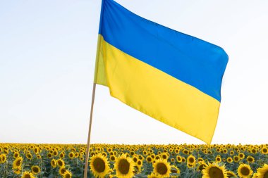 Çiçek açan bir ayçiçeği tarlasının üzerinde Ukrayna sarısı-mavi bayrağı. Ulusal özgürlük sembolü. Zafere olan umut ve inanç. Bağımsızlık Günü. Savaşı durdurun. Ukrayna 'ya destek ve yardım