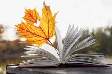 Merhaba, Autumn. mevsimsel atmosferik fotoğraf. Güneşli bir günde açık bir kitabın sayfaları arasında güzel bir sarı-turuncu akçaağaç yaprağı. Hoş bir yalnızlık, kendini eğitmek bir zevktir. Basit insan eğlenceleri.