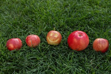 Yeşil çimlerin üzerinde birkaç kırmızı elma. Bir elmanın üzerinde gülümseme ve oyulmuş gözler var. Olumlu kavram, mutlu olmayı seçmek. Sağlıklı yaşam tarzı, doğal vitaminler. Vejetaryenlik