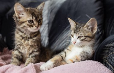 İki çizgili kedi bir sandalyeye uzanıp merakla etrafına bakıyor. En sevdiği evcil hayvanlar. kedi günü