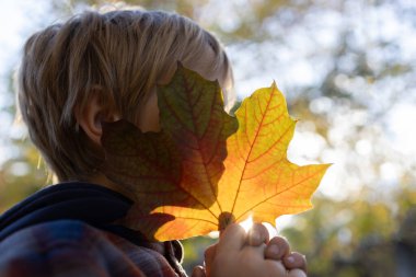 Çocuk elinde parlak bir sonbahar yaprağı tutuyor ve yüzünü arkasına gizliyor. Sonbahar atmosferi. Sezonluk oyunlar, yürüyüşler. Bir çocuğun silueti.