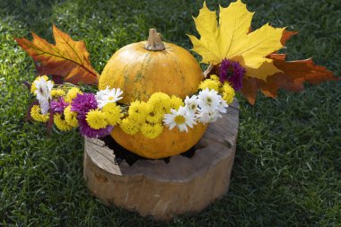 Büyük turuncu balkabaklarının sonbahar kompozisyonu, çok renkli kasımpatılar, arka planda çok renkli yapraklar. Sonbahar mevsimsel dekorasyonları için doğal malzemeler