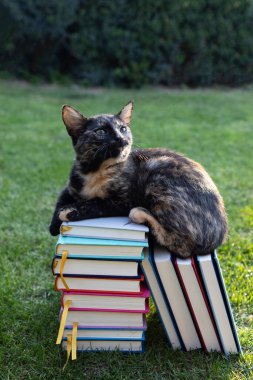 Evcil kedi çimlerin üzerinde duran bir yığın kitabın üzerinde oturur. Meraklı bir evcil hayvanla birlikte öğrenin. Eğitim konsepti ve bilgi motivasyonu. kitap günü