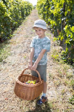 Olgun üzümlerle dolu sepeti olan 7 yaşında bir çocuk üzüm bağında duruyor. Küçük yardımcı. Çocuk hasada yardım ediyor. Vitamin sulu, lezzetli meyve tatlısı