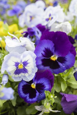 Çiçek tarlasında üç tane güzel, mor, beyaz nonoş çiçek. Yumuşak bahar - yaz çiçekleri, çiçek tarhı dekorasyonu. Doğanın güzelliği, çiçekçilik bir neşe kaynağı. Çiçek arka planı