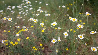 Ormandaki papatya çayı. Güzel doğal çiçek arkaplanı. Dünya Günü. Seçici odaklanma. Doğanın basitliğindeki güzelliği