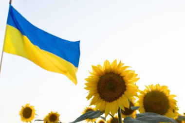 Ukrayna 'nın sarı ve mavi bayrağı ve güzel çiçek açan ayçiçekleri. Gurur, ülkenin sembolü, özgürlük ve vatanseverlik savaşında. Ukrayna 'nın Bağımsızlık Günü. Huzurlu bir konsept. Ukrayna 'yı Destekle