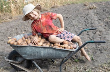 Neşeli çocuk el arabasında yeni kazılmış patateslerin üzerinde oturuyor. organik tarım. İyi hasat, küçük yardımcı. çiftlik oyunları. hasat mevsimi