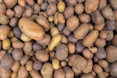 Çeşitli şekil ve boyutlarda taze çiğ patatesler, toprak tonları ve dokuları gösteriyor. Organik tarım, gıda pazarı, sebze hasadı