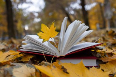 Merhaba sonbahar. Sonbaharı ve kitapları severim. Parkta düşen yapraklarla ilgili bir kitap ve sonbahar yaprağı. Kitap sayfalarından yapılmış bir kalp. Okula dönelim. Eğitim kavramı.