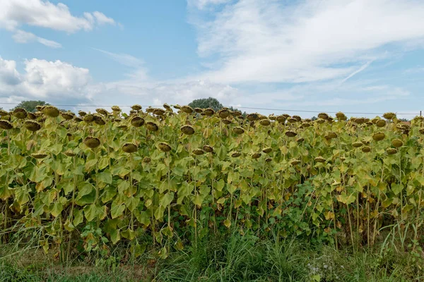 Dried Ripe Sunflowers Sunflower Field Anticipation Harvest Tuscany Italy — Stock Photo, Image