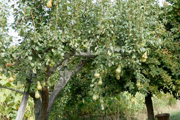 Pear Tree Ripe Pears Summertime Tuscany Italy — 스톡 사진