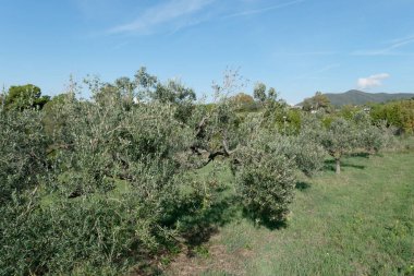 Mediterranean olive tree with ripe olives in the tuscan countryside . Livorno, Tuscany Italy