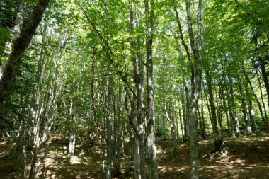 Yazın Abetone dağlarında kayın ormanı manzarası. Toskana, İtalya