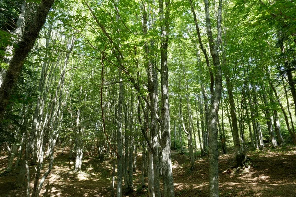 Yazın Abetone dağlarında kayın ormanı manzarası. Toskana, İtalya