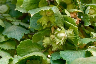 Ağaçta taze yeşil fındık (Corylus avellana). Toskana, İtalya