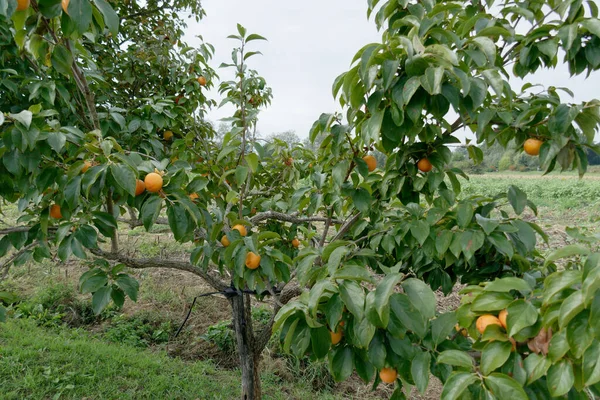 Drzewo Persymonowe Dojrzałymi Owocami Toskańskich Wsiach Toskania Włochy — Zdjęcie stockowe
