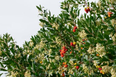 Arbutus unedo İtalya 'da çilek ağacı ya da Corzolo olarak da bilinir.