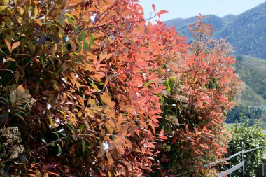Photinia genellikle Red Robin olarak bilinir, ki bu çiçek açan her daim yeşil bir çalılıktır.