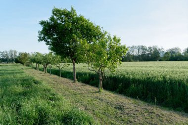Yazın buğday tarlası boyunca yeşil yapraklı meyve ağaçları. Toskana, İtalya