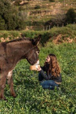 Woman feeding a donkey outdoors in nature. Animals concept.