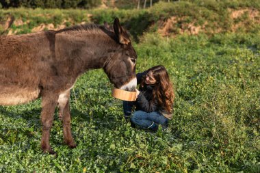Woman taking care and feeding a donkey outdoors in nature. Animals concept.