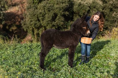 Woman holding bucket while feeding a donkey calf outdoors in nature. Animals concept.