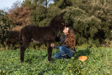 Woman taking care of a donkey calf outdoors in the nature. Animals concept.