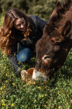 Woman smiling while taking care and feeding a donkey outdoors in the nature. Animals concept.