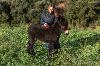 Woman caring and brushing the hair of a donkey calf outdoors. Animals concept.