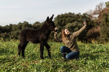 Woman holding mobile phone while taking selfie with donkey outdoors in field. Animals and technology concept.
