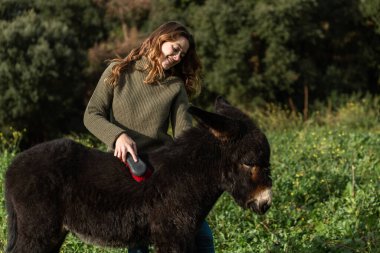 Woman smiling while brushing donkey hair outdoors in the field. Animals concept.