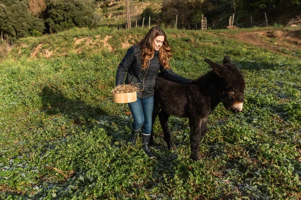 Woman walking with a donkey calf outdoors in nature. Animals concept.