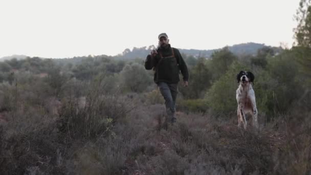 狩猟犬と一緒に畑を歩いている間に散弾銃を持っているハンター 狩猟シーズンのコンセプト — ストック動画