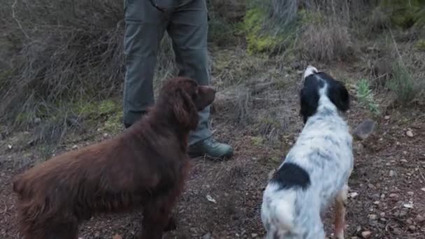 Vadászó Ember Kutyáival Kint Áll Természetben Vadászati Koncepció — Stock videók