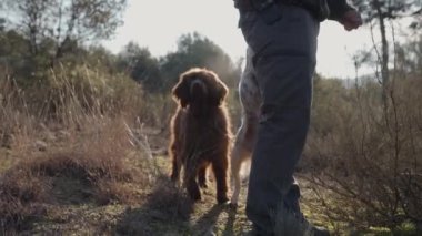 Doğasında köpekleri olan tanınmaz bir avcı. Avcılık ve hayvan konsepti.