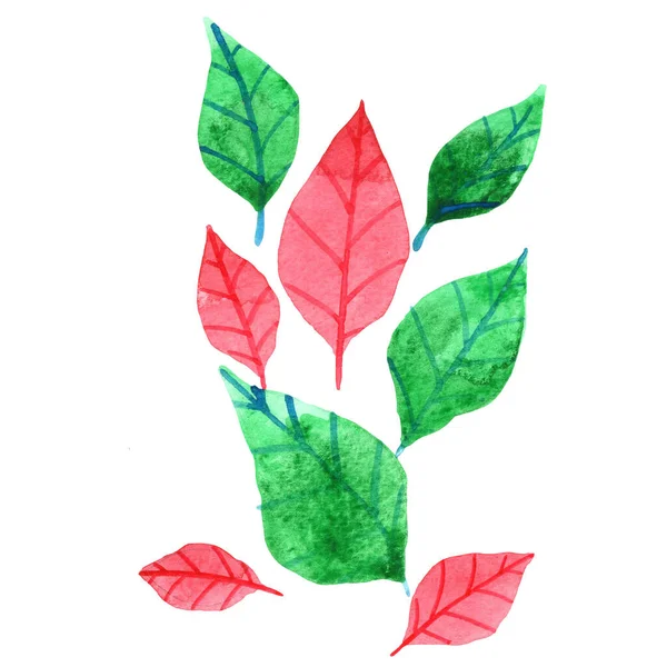 Green Red Leaves Watercolor Illustration Decoration Christmas Holiday Event — Stock Photo, Image