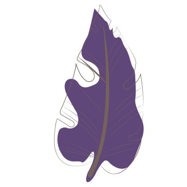 Tropikal yaprak, canavar, palmiye yaprağı, tropik orman ve yaz bahçesi için Hindistan cevizi yaprağı çizimi.