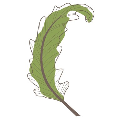 Tropikal yaprak, canavar, palmiye yaprağı, tropik orman ve yaz bahçesi için Hindistan cevizi yaprağı çizimi.