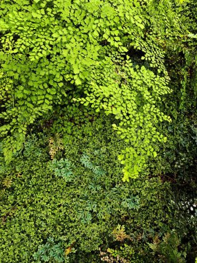 Yağmur ormanlarındaki tropik eğreltiotu organik yaşam tarzı ve doğa kavramının dekoarasyonu için..