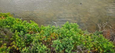 Mangrov ormanlarının arka planında bataklığın yanındaki ağaç çalılığı.