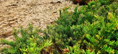 Kuru toprak zemini olan ağaç çalılarının tepesinde Mangrove Ormanı 'nda doğayı süslemek için tropik doğa manzarası.