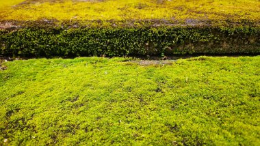 Beton zeminde yeşil yosun alanı..