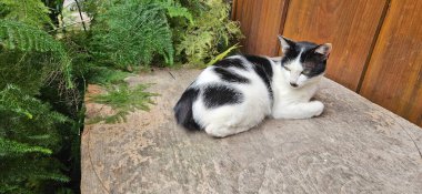 Bahçedeki evin yanındaki tahta masada bir kedi oturuyor..