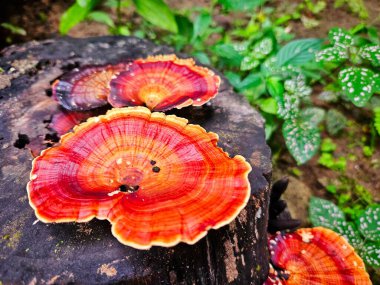 Mikroporus xanthopus mantarları yağmur ormanlarının arka planında eski ahşap üzerinde.